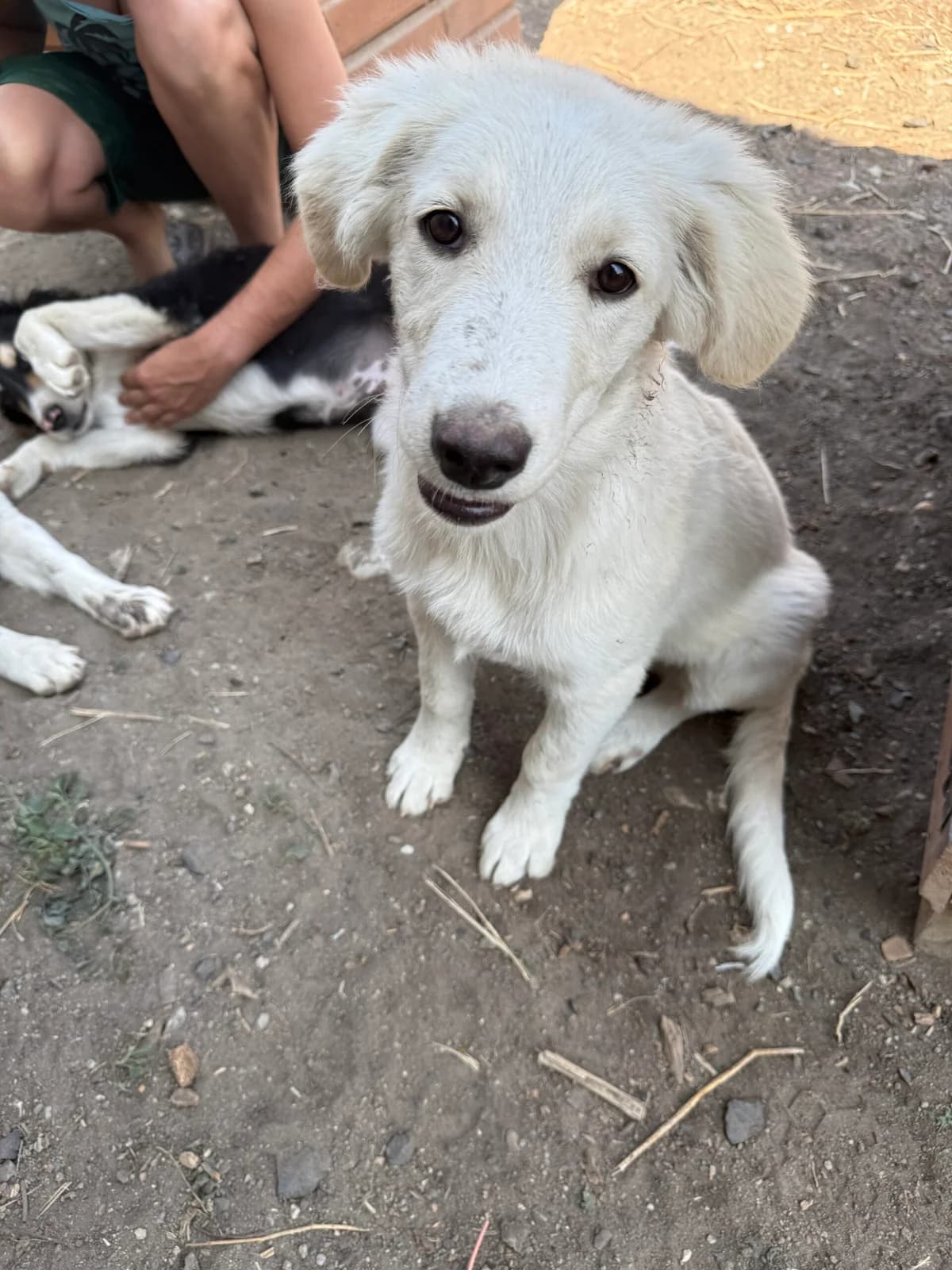 Buddy, male Mixed Breed for adoption at Filozoiki Aridaias i Elpida, Aridaia