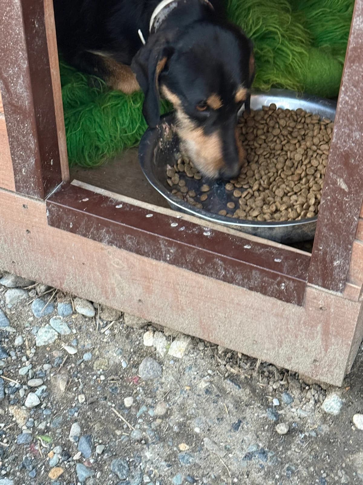 Caccio, male Mixed Breed for adoption at Filozoiki Aridaias i Elpida, Aridaia