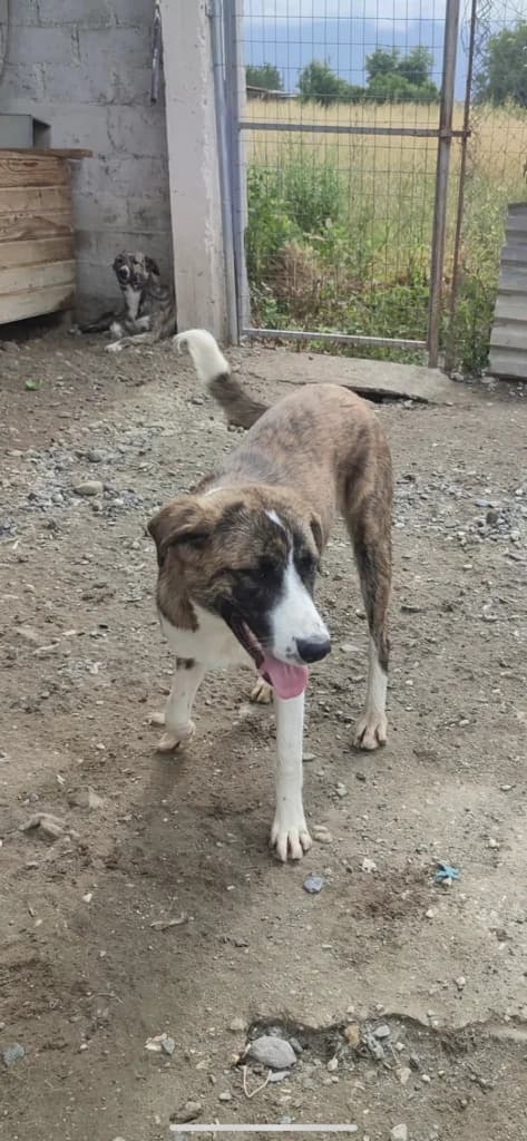 Elena, female Mixed Breed for adoption at Filozoiki Aridaias i Elpida, Aridaia