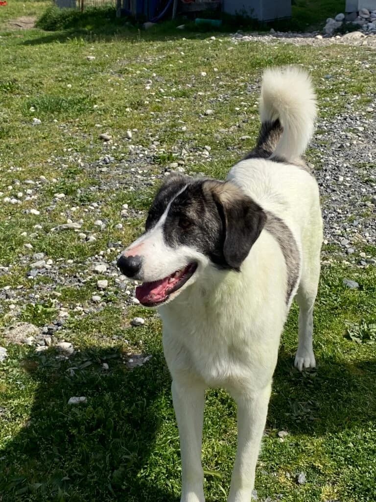 Elisa, male Mixed Breed for adoption at Filozoiki Aridaias i Elpida, Aridaia