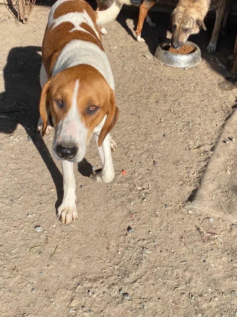Emil, male Mixed Breed for adoption at Filozoiki Aridaias i Elpida, Aridaia