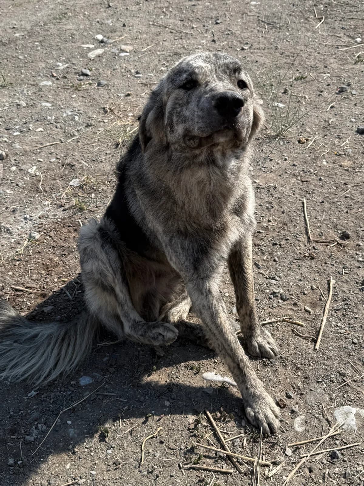 Halvar, male Mixed Breed for adoption at Filozoiki Aridaias i Elpida, Aridaia