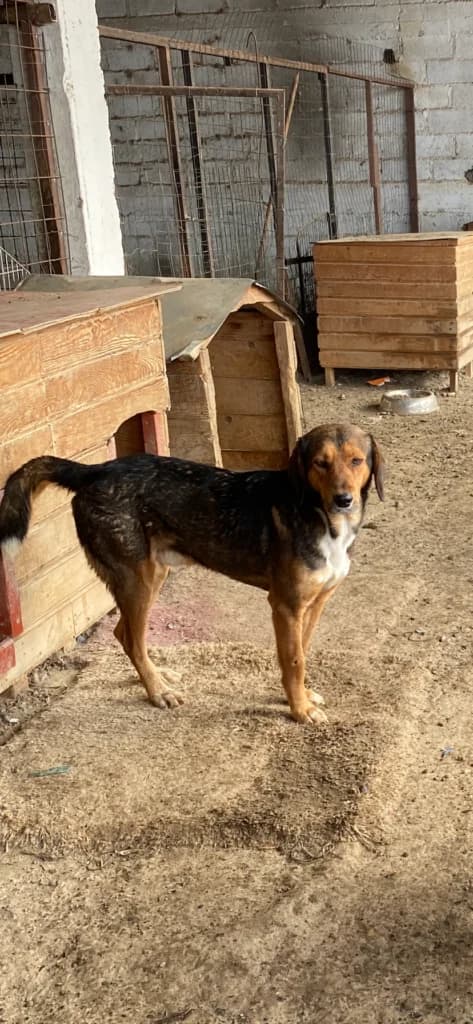 Hiro, female Mixed Breed for adoption at Filozoiki Aridaias i Elpida, Aridaia