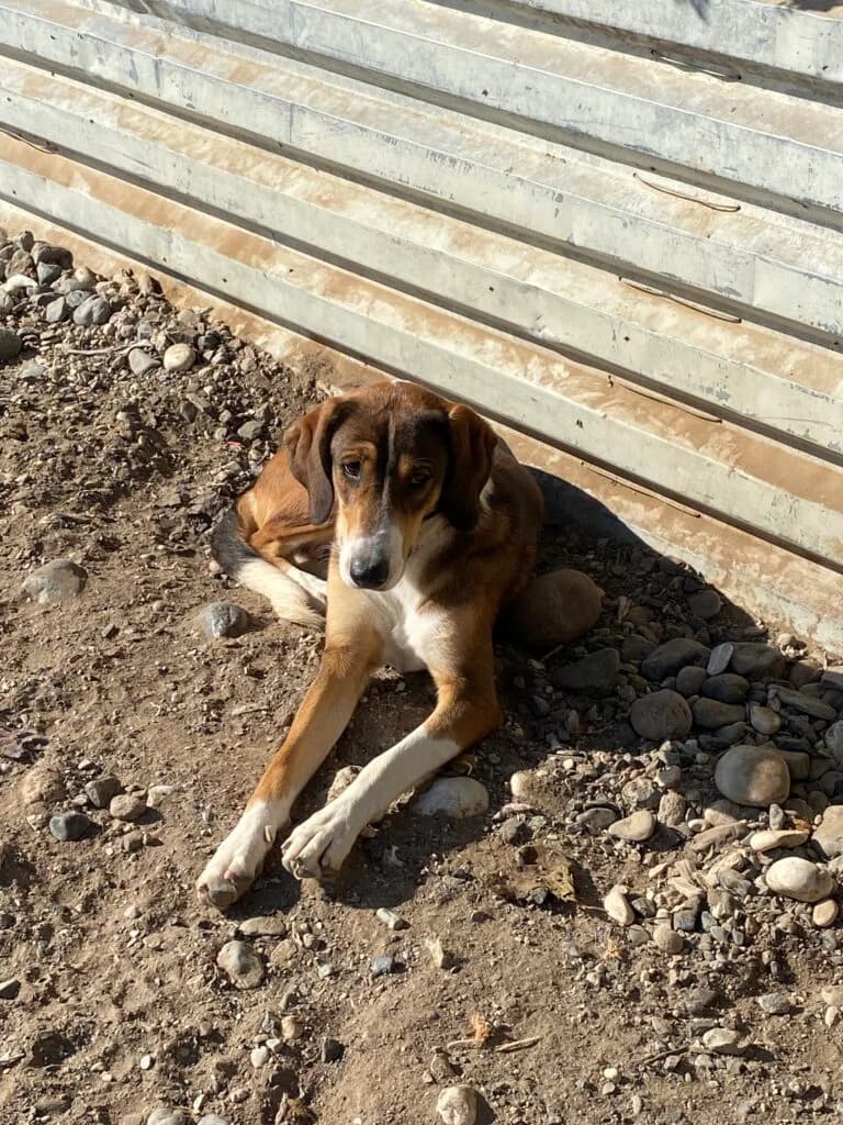 Janissa, female Mixed Breed for adoption at Filozoiki Aridaias i Elpida, Aridaia