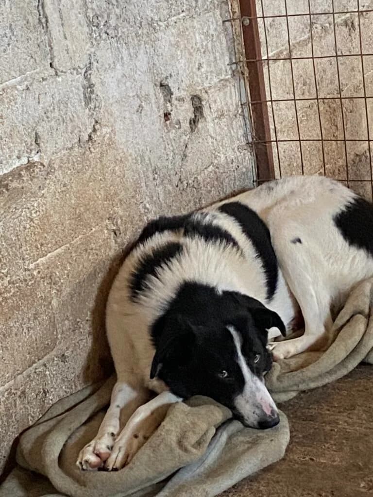 Jorgos, male Mixed Breed for adoption at Filozoiki Aridaias i Elpida, Aridaia