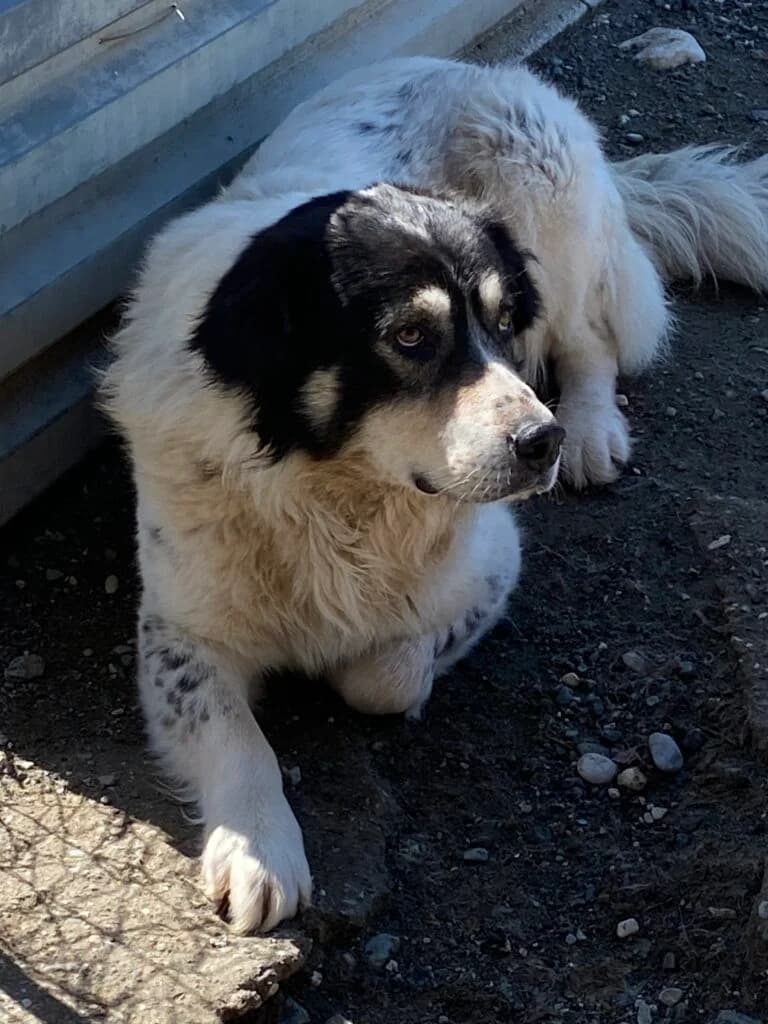 Karlos, male Mixed Breed for adoption at Filozoiki Aridaias i Elpida, Aridaia