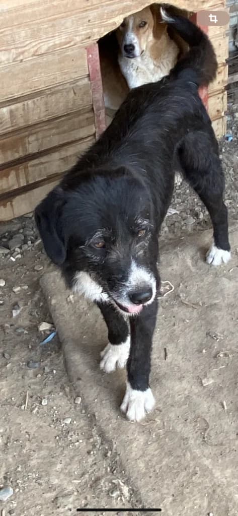 Lennox, male Mixed Breed for adoption at Filozoiki Aridaias i Elpida, Aridaia