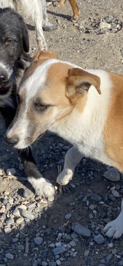 Lino, male Mixed Breed for adoption at Filozoiki Aridaias i Elpida, Aridaia