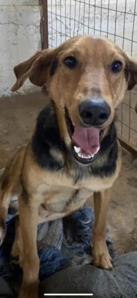 Lucky, male Mixed Breed for adoption at Filozoiki Aridaias i Elpida, Aridaia