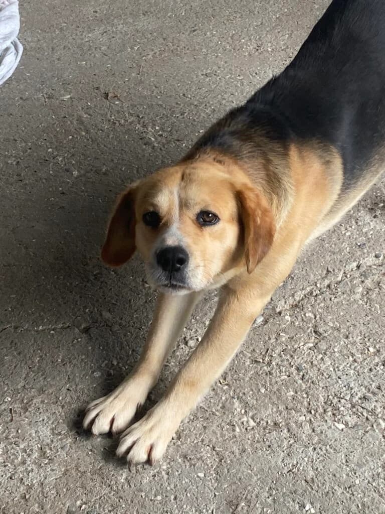 Lucky B, male Mixed Breed for adoption at Filozoiki Aridaias i Elpida, Aridaia