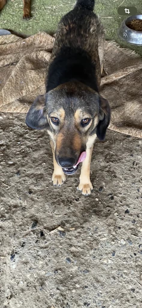 Lucy, male Mixed Breed for adoption at Filozoiki Aridaias i Elpida, Aridaia