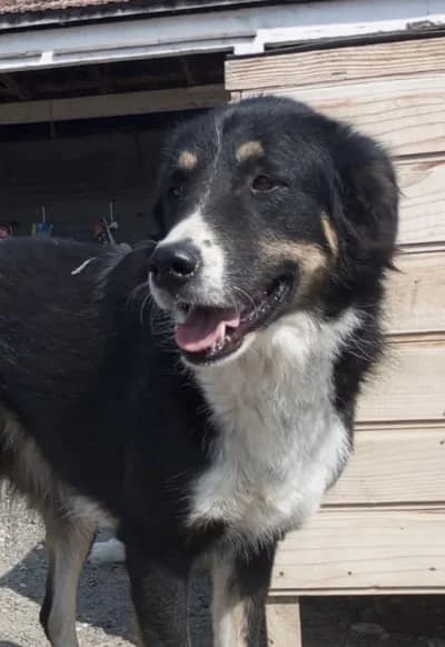 Marie, male Mixed Breed for adoption at Filozoiki Aridaias i Elpida, Aridaia