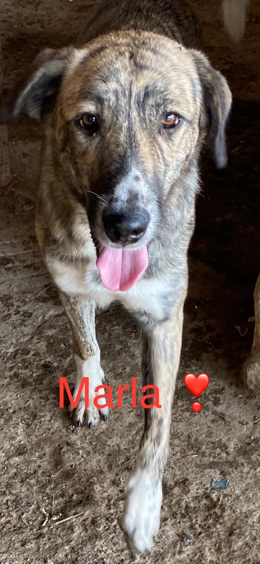 Marla, female Mixed Breed for adoption at Filozoiki Aridaias i Elpida, Aridaia