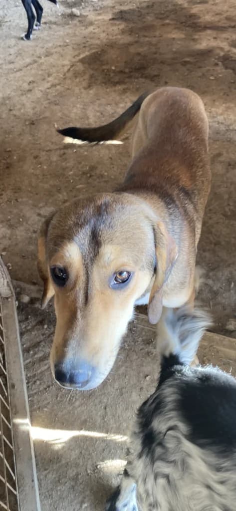 Mattheo, male Mixed Breed for adoption at Filozoiki Aridaias i Elpida, Aridaia