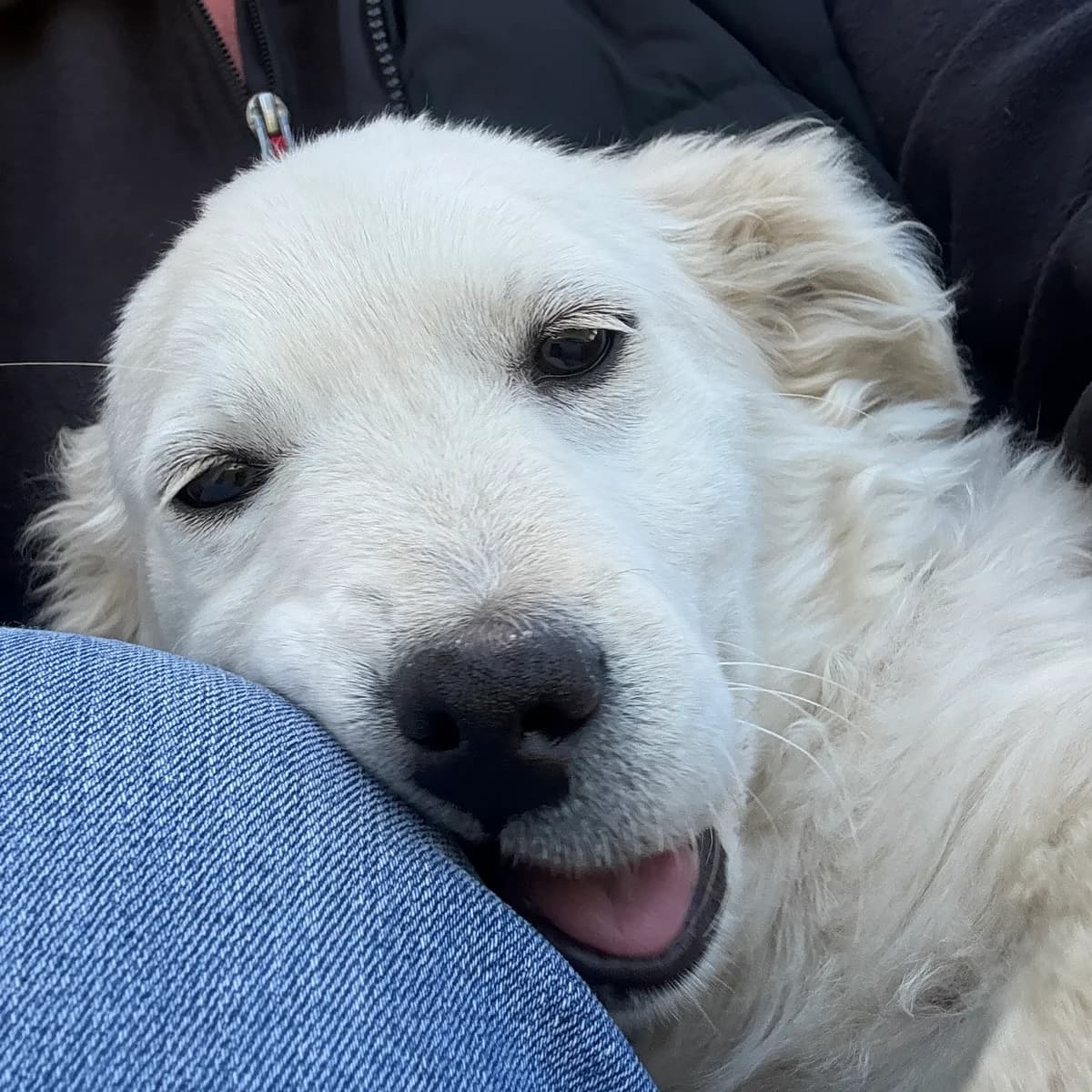 Maxi, female Mixed Breed for adoption at Filozoiki Aridaias i Elpida, Aridaia
