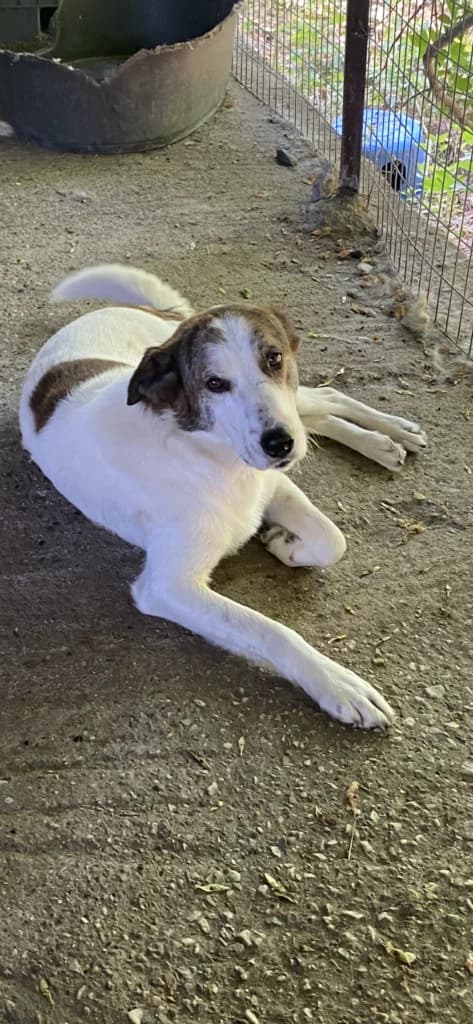 Mika, male Mixed Breed for adoption at Filozoiki Aridaias i Elpida, Aridaia