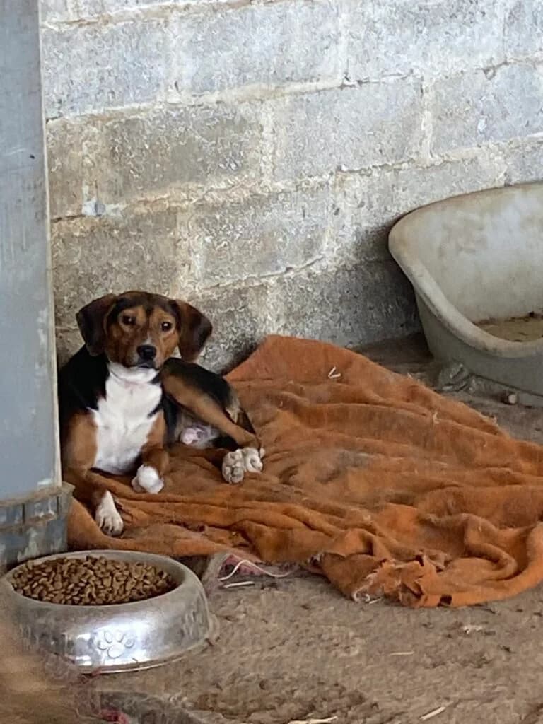 Moritz, male Mixed Breed for adoption at Filozoiki Aridaias i Elpida, Aridaia
