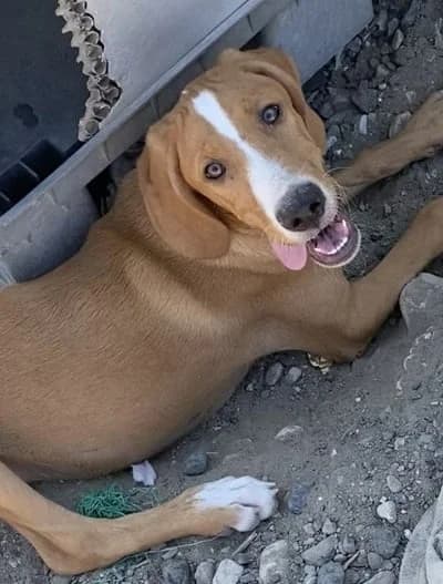 Nacho, male Mixed Breed for adoption at Filozoiki Aridaias i Elpida, Aridaia