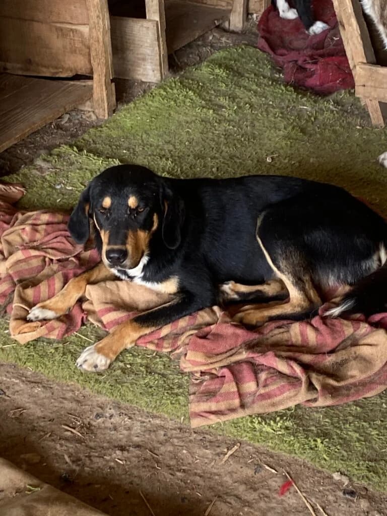 Noah, male Mixed Breed for adoption at Filozoiki Aridaias i Elpida, Aridaia