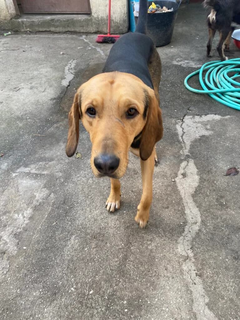 Odie, male Mixed Breed for adoption at Filozoiki Aridaias i Elpida, Aridaia