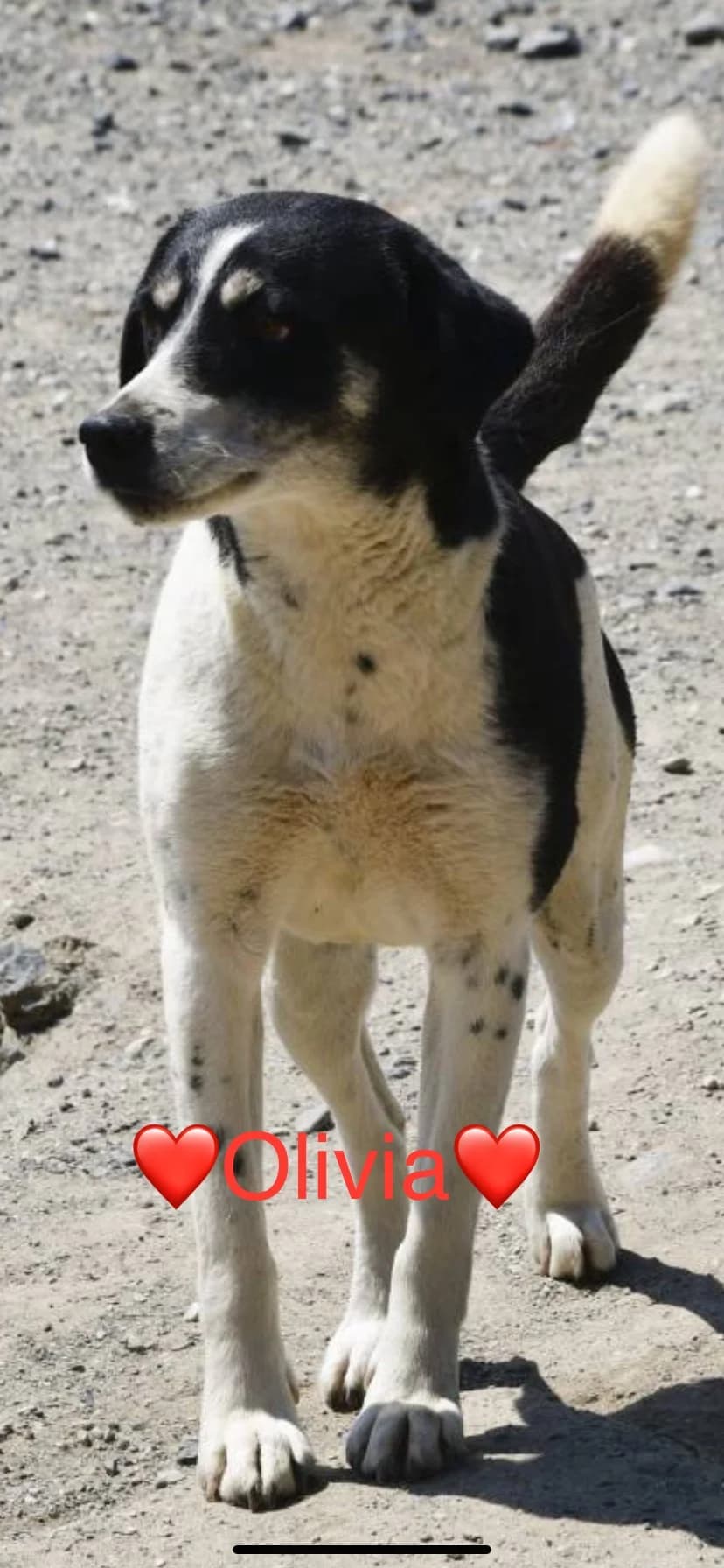 Olivia, male Mixed Breed for adoption at Filozoiki Aridaias i Elpida, Aridaia