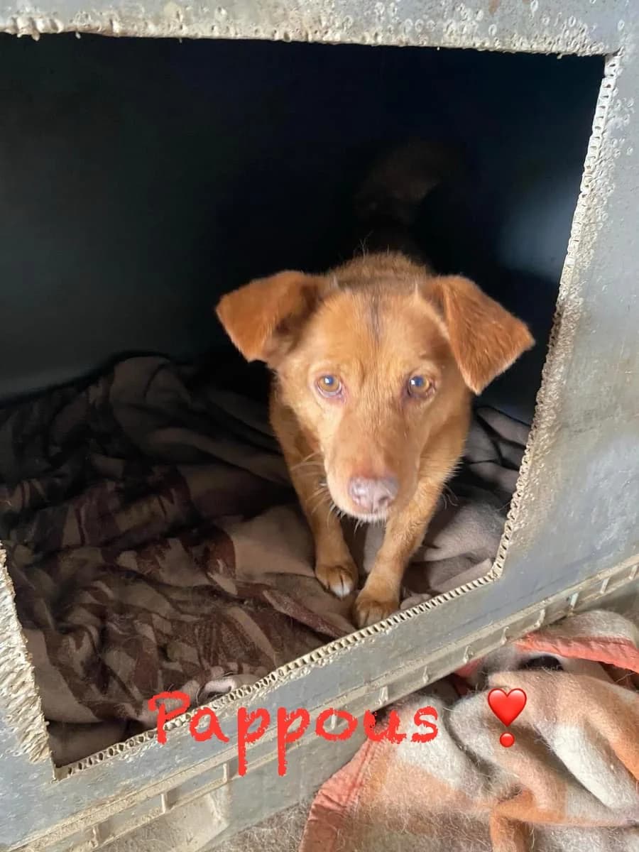 Pappous, male Mixed Breed for adoption at Filozoiki Aridaias i Elpida, Aridaia