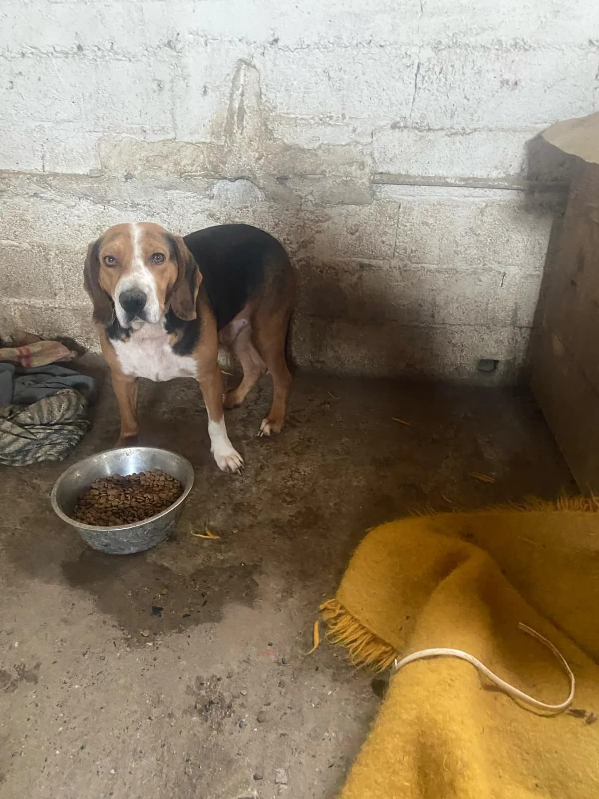 Pepe, male Mixed Breed for adoption at Filozoiki Aridaias i Elpida, Aridaia