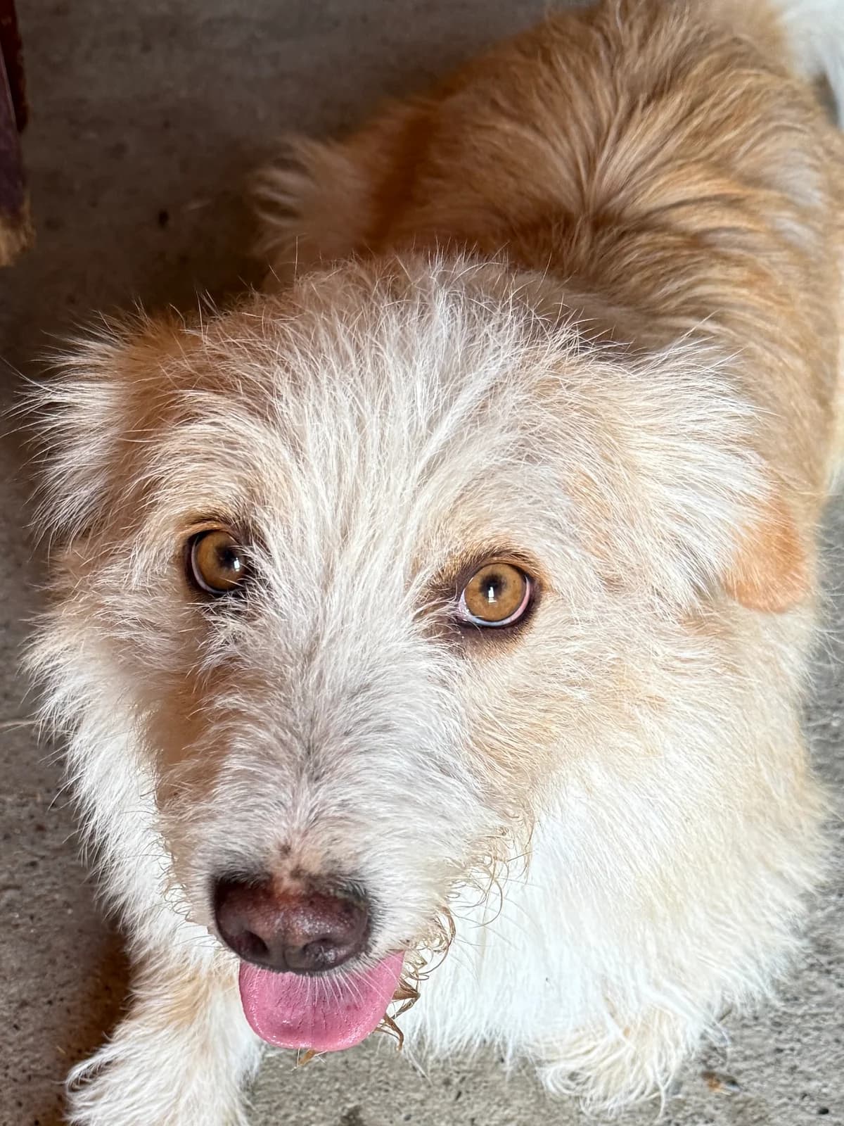 Pino, male Mixed Breed for adoption at Filozoiki Aridaias i Elpida, Aridaia