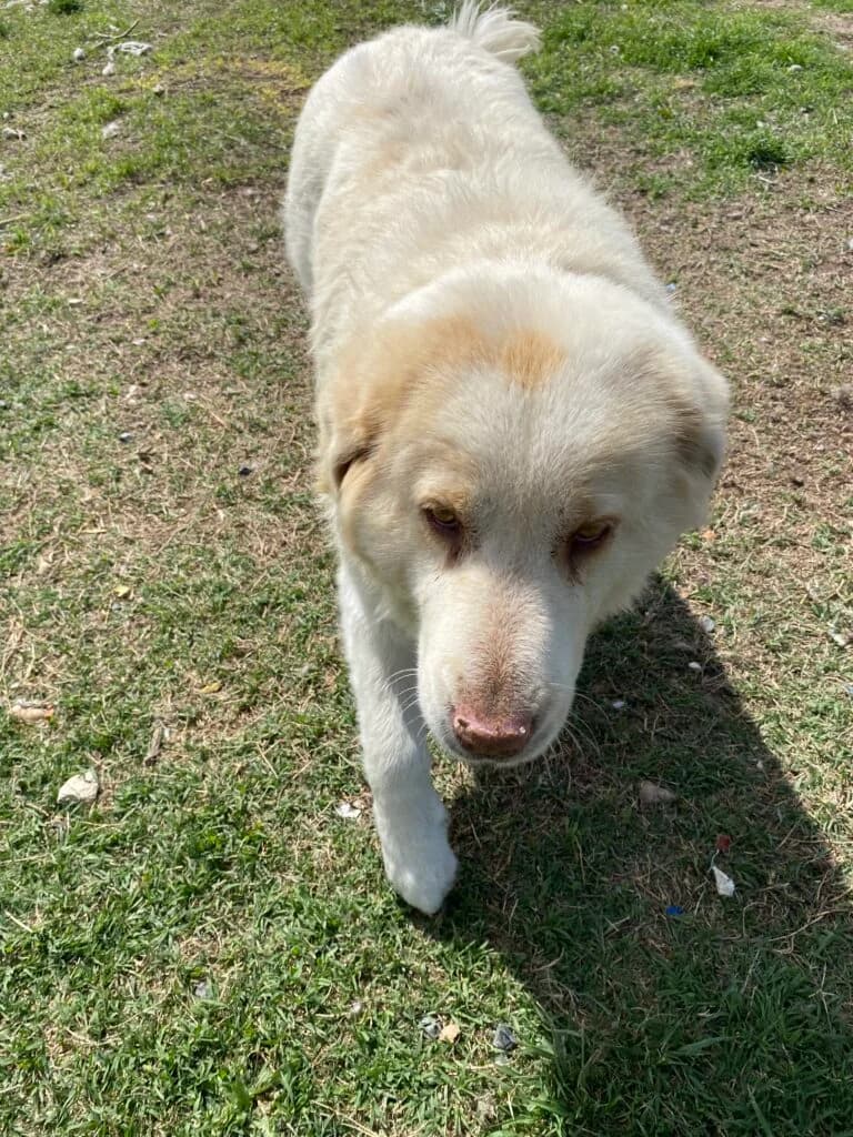 Ronja, male Mixed Breed for adoption at Filozoiki Aridaias i Elpida, Aridaia