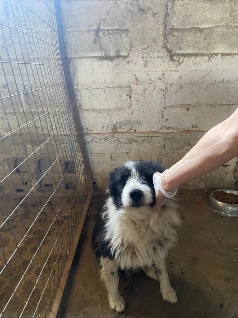 Rudi, male Mixed Breed for adoption at Filozoiki Aridaias i Elpida, Aridaia