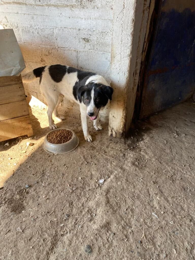 Sara, female Mixed Breed for adoption at Filozoiki Aridaias i Elpida, Aridaia