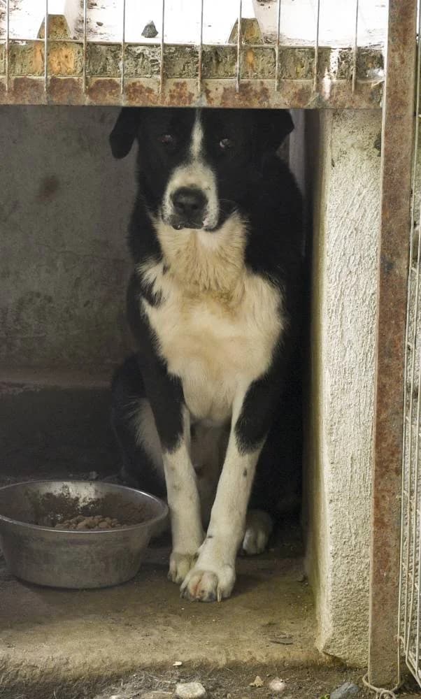 Sepp, male Mixed Breed for adoption at Filozoiki Aridaias i Elpida, Aridaia
