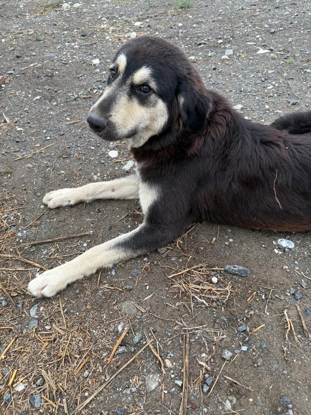 Sina, female Mixed Breed for adoption at Filozoiki Aridaias i Elpida, Aridaia