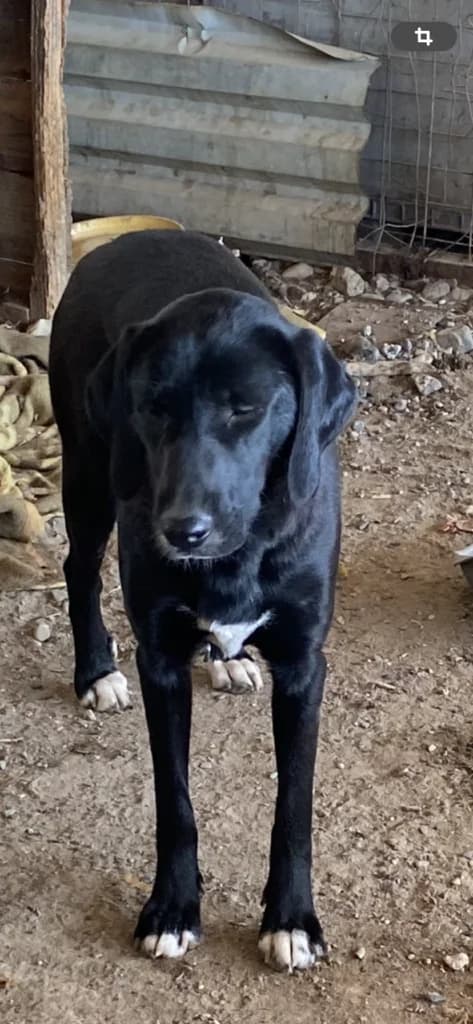 Sissy, female Mixed Breed for adoption at Filozoiki Aridaias i Elpida, Aridaia