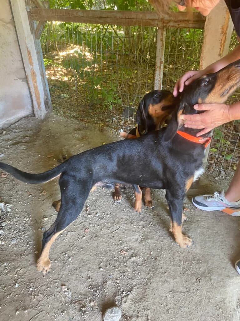 Sparky, female Mixed Breed for adoption at Filozoiki Aridaias i Elpida, Aridaia