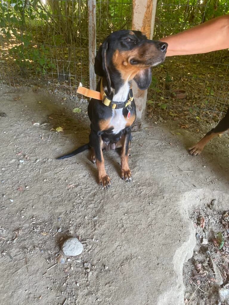 Spitha, male Mixed Breed for adoption at Filozoiki Aridaias i Elpida, Aridaia