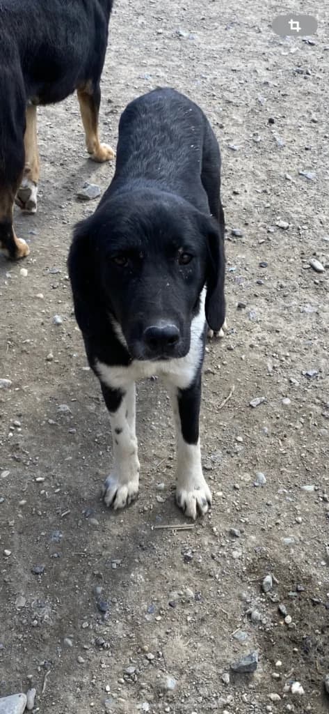 Stevie, male Mixed Breed for adoption at Filozoiki Aridaias i Elpida, Aridaia