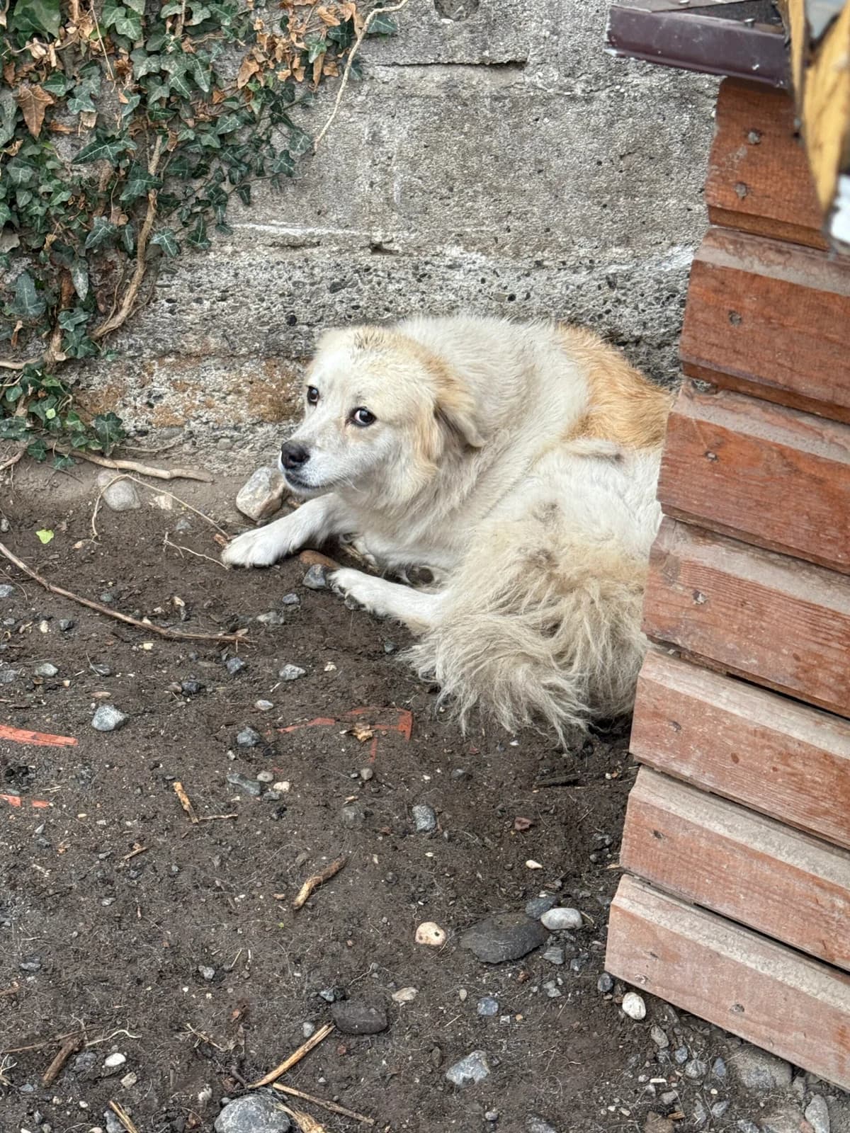 Tascha, female Mixed Breed for adoption at Filozoiki Aridaias i Elpida, Aridaia
