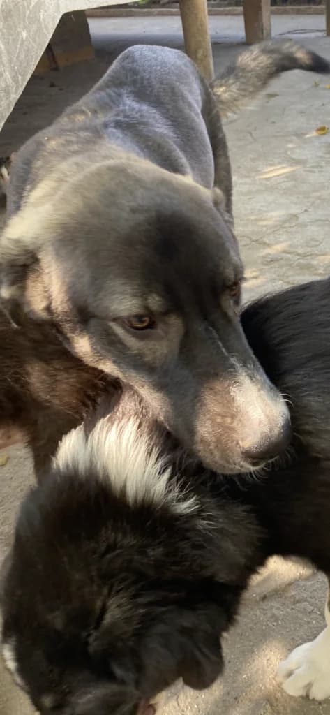 Traki, male Mixed Breed for adoption at Filozoiki Aridaias i Elpida, Aridaia