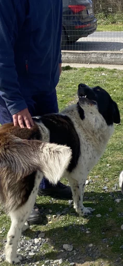 Whooky, male Mixed Breed for adoption at Filozoiki Aridaias i Elpida, Aridaia