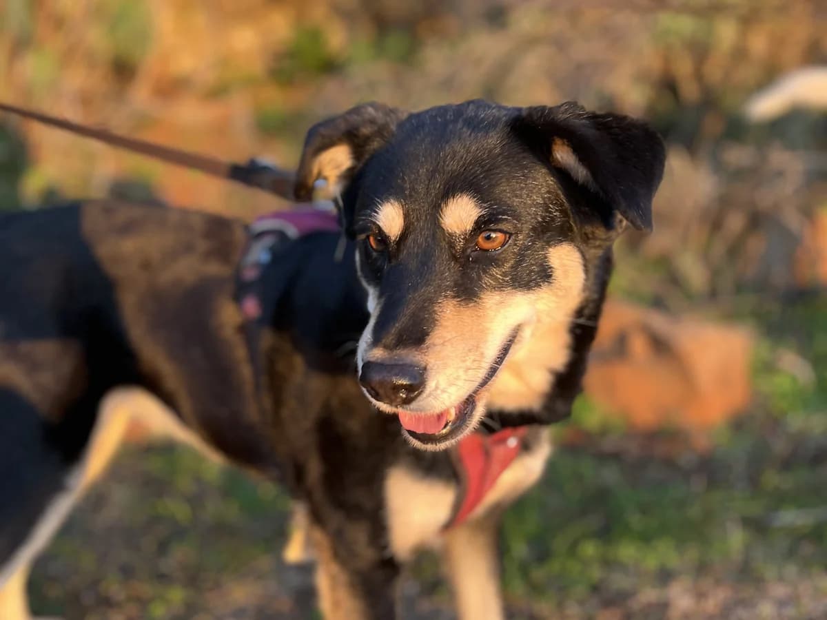 Sadie, 15 to 20kg  senior mixed breed for adoption at Φιλοζωική Ομάδα Μάνης (ΦΟΜ Μιάο), Stoupa (West Mani)
