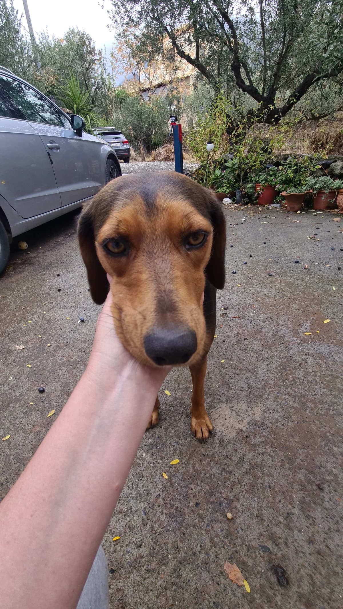 Lisa, female, black and tan  5yo mixed breed for adoption at Φιλοζωική Ομάδα Μάνης (ΦΟΜ Μιάο), Stoupa (West Mani)