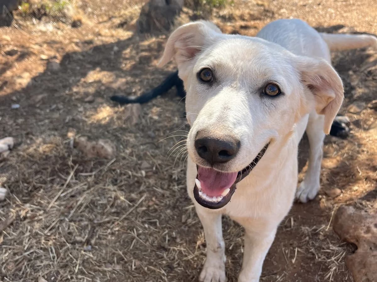 Bella, blond female young mixed breed for adoption at Φιλοζωική Ομάδα Μάνης (ΦΟΜ Μιάο), Stoupa (West Mani)