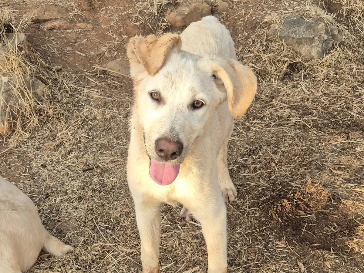 Bruce, blond male young mixed breed for adoption at Φιλοζωική Ομάδα Μάνης (ΦΟΜ Μιάο), Stoupa (West Mani)
