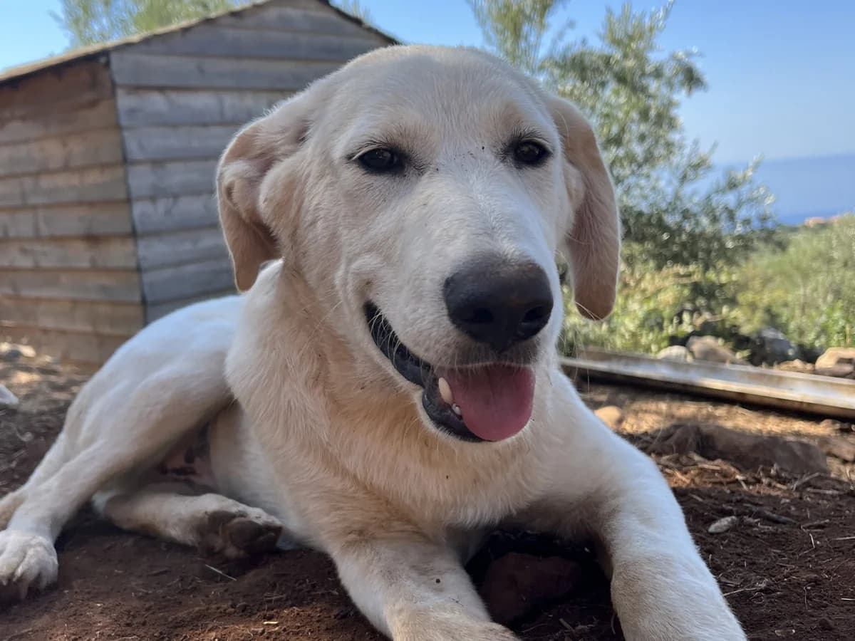 Flinn, blond male young mixed breed for adoption at Φιλοζωική Ομάδα Μάνης (ΦΟΜ Μιάο), Stoupa (West Mani)