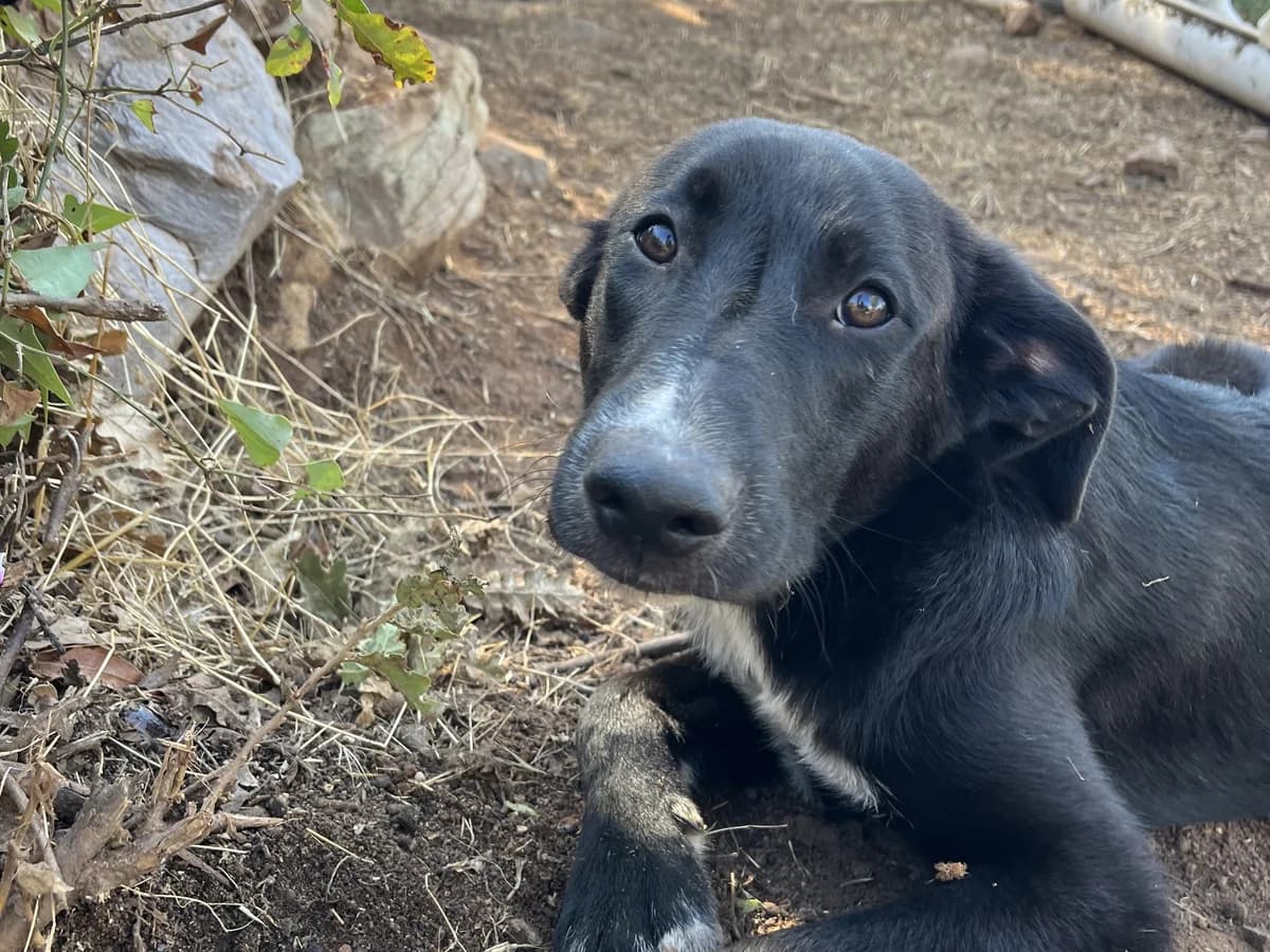 Mogli, male young Mixed Breed for adoption at Φιλοζωική Ομάδα Μάνης (ΦΟΜ Μιάο), Stoupa (West Mani)