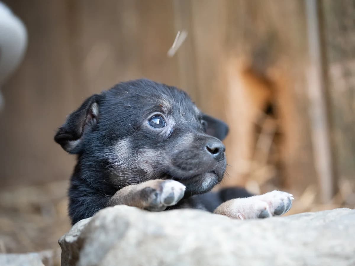 Orestis, black-brown male young Mixed Breed for adoption at Φιλοζωική Ομάδα Μάνης (ΦΟΜ Μιάο), Stoupa (West Mani)