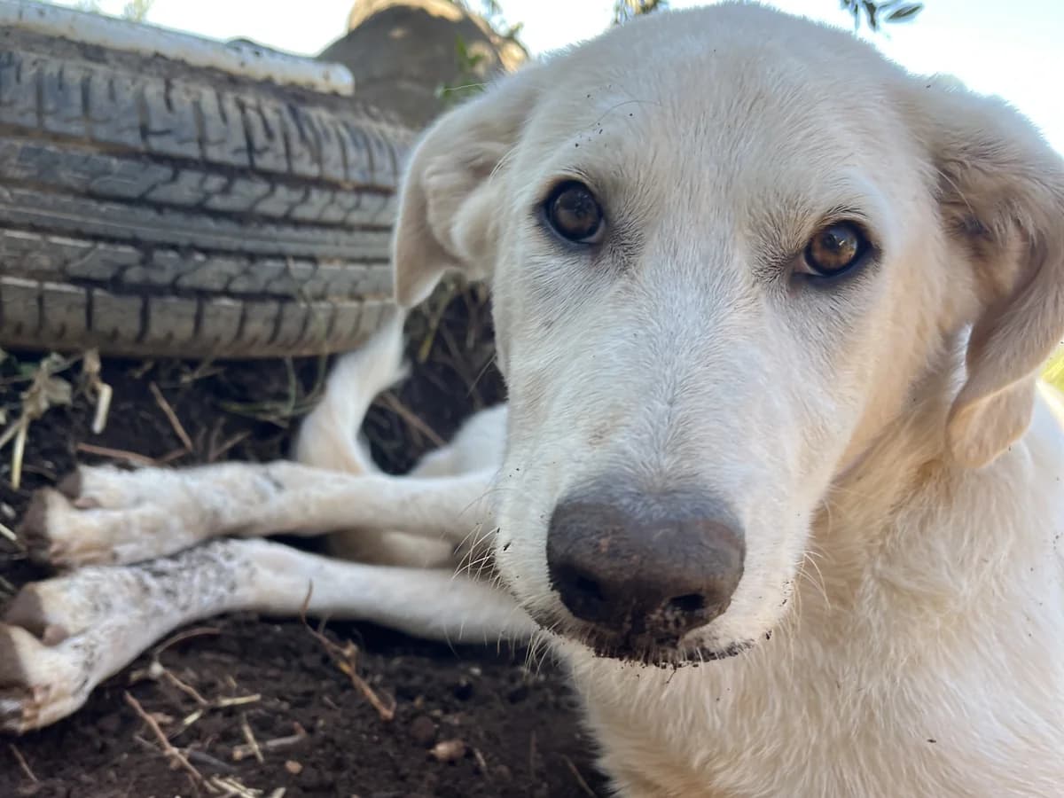 Pluto, blond male young mixed breed for adoption at Φιλοζωική Ομάδα Μάνης (ΦΟΜ Μιάο), Stoupa (West Mani)