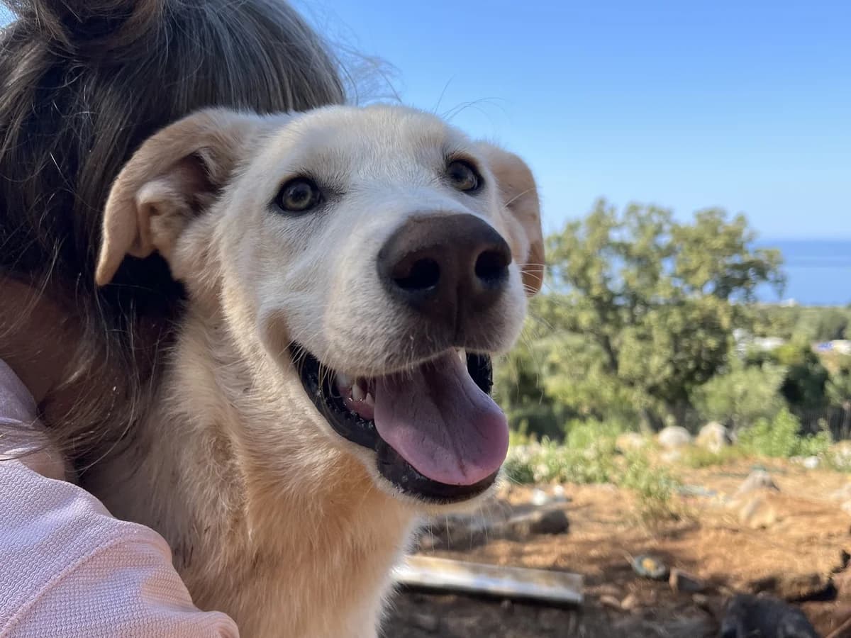 Simba, blond male young mixed breed for adoption at Φιλοζωική Ομάδα Μάνης (ΦΟΜ Μιάο), Stoupa (West Mani)
