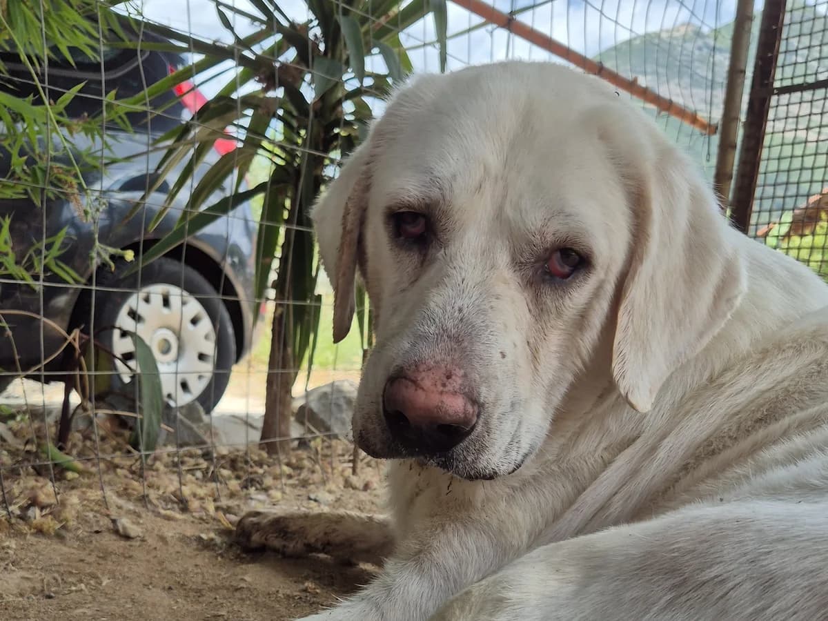 Koda, white male 6yo mixed breed for adoption at Φιλοζωική Ομάδα Μάνης (ΦΟΜ Μιάο), Stoupa (West Mani)